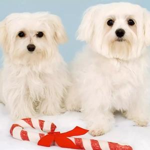 Can Dogs Eat Candy? Is Sugar Good or Bad for Dogs?