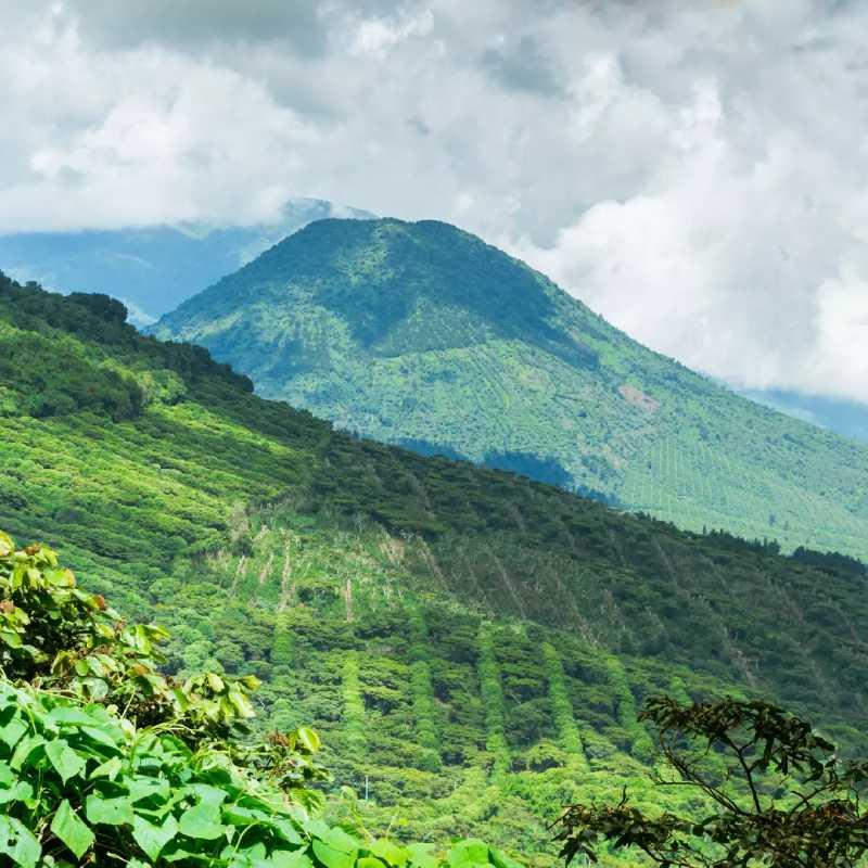 high altitude coffee farm