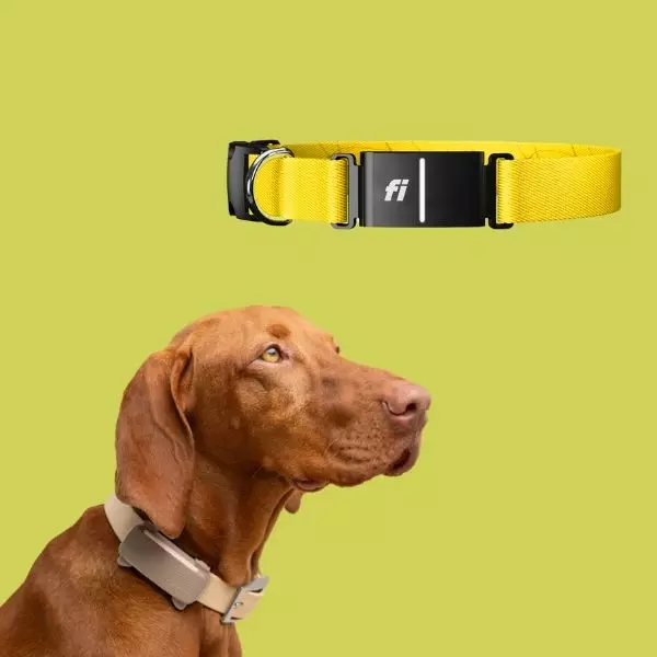 gps smart collar