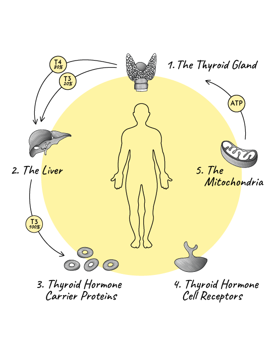 Illustration of the Thyroid Hormone Pathway