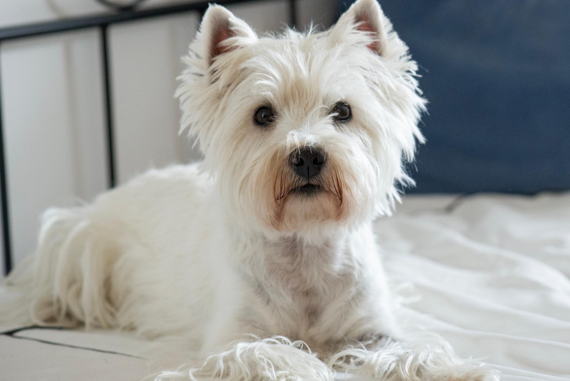 West Highland White Terrier Dog