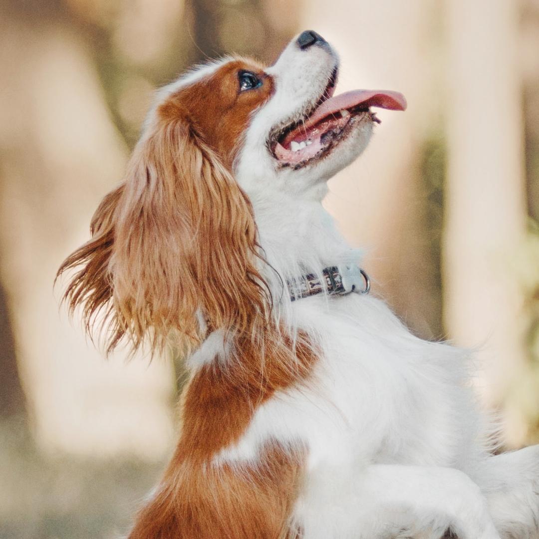 Cavalier King Charles Spaniel puppy dog