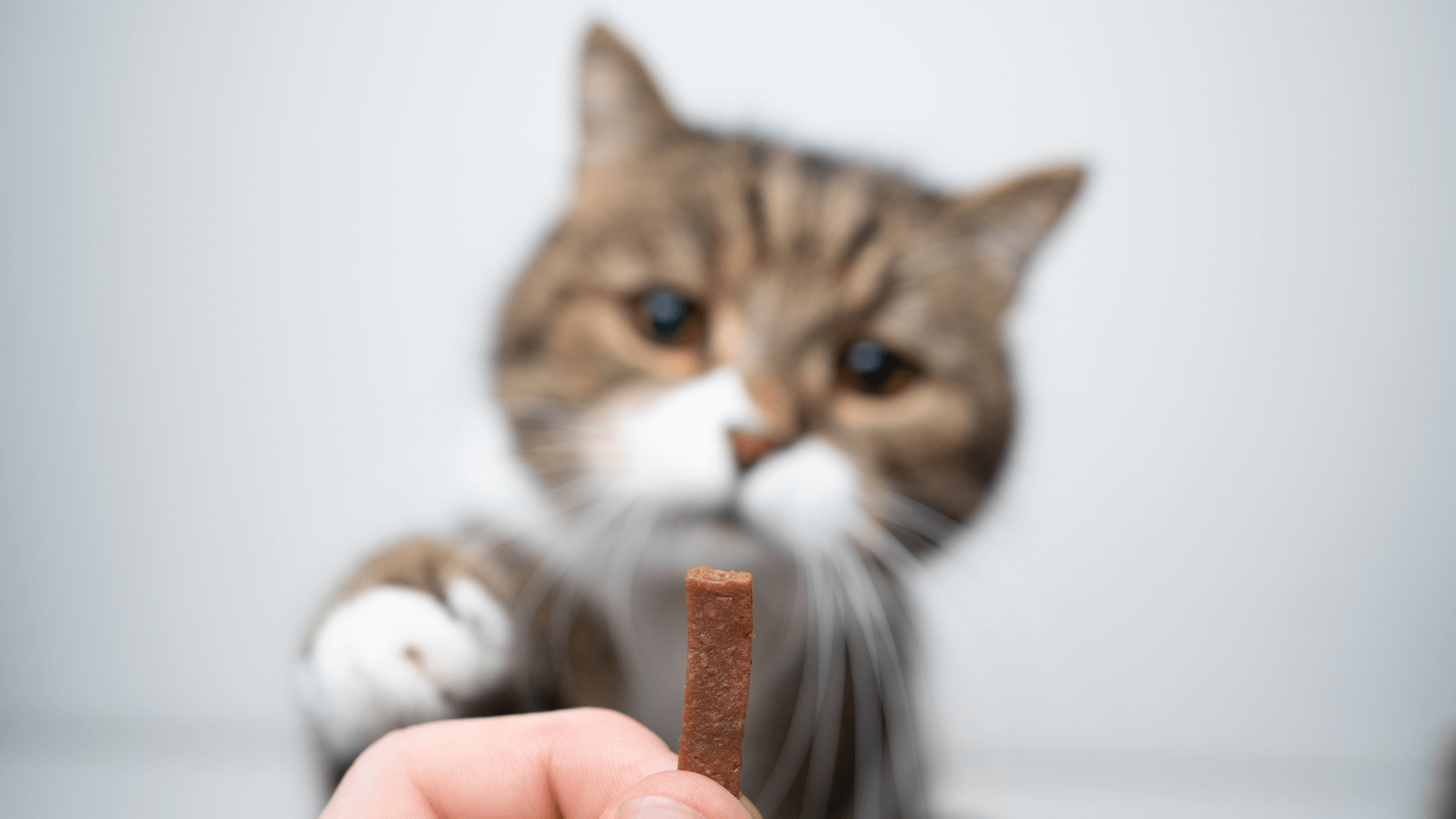 Door Buddy Blog - first aid for pets