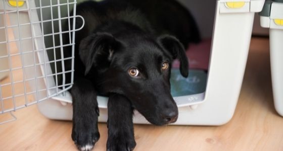 A black dog laying down in a crate