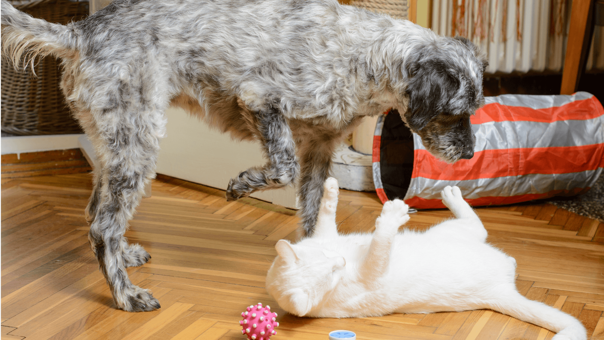 cats and dogs living together - blog image