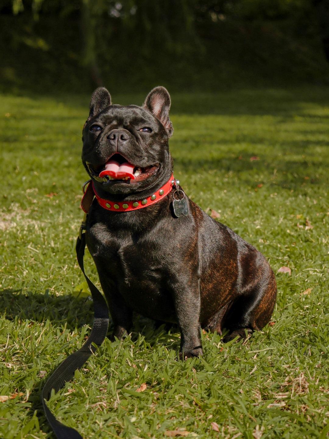 black dog on the grass