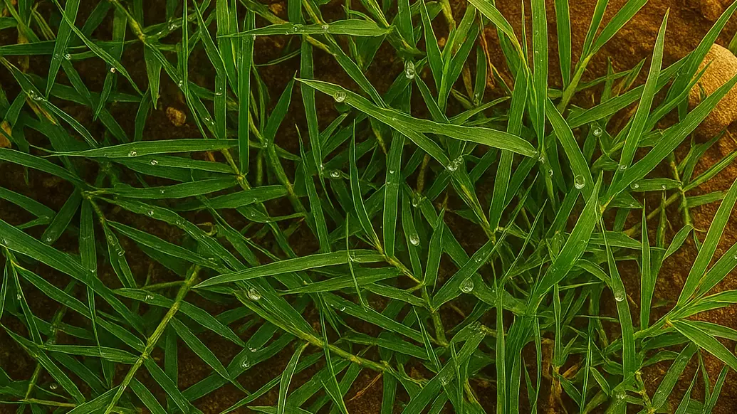 Representative image of Bermuda grass generated via OpenAI Sora