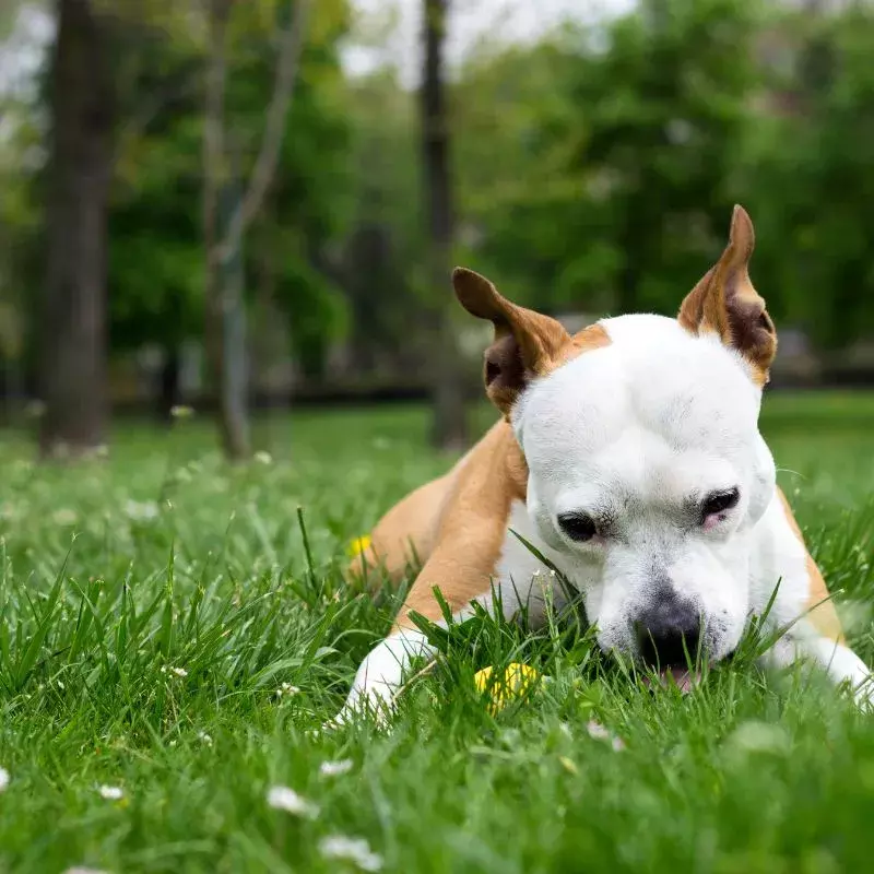 why does my dogs eat grass