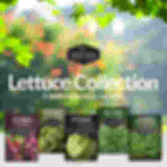 Lettuce Seed Collection - 5 heirloom seed packets