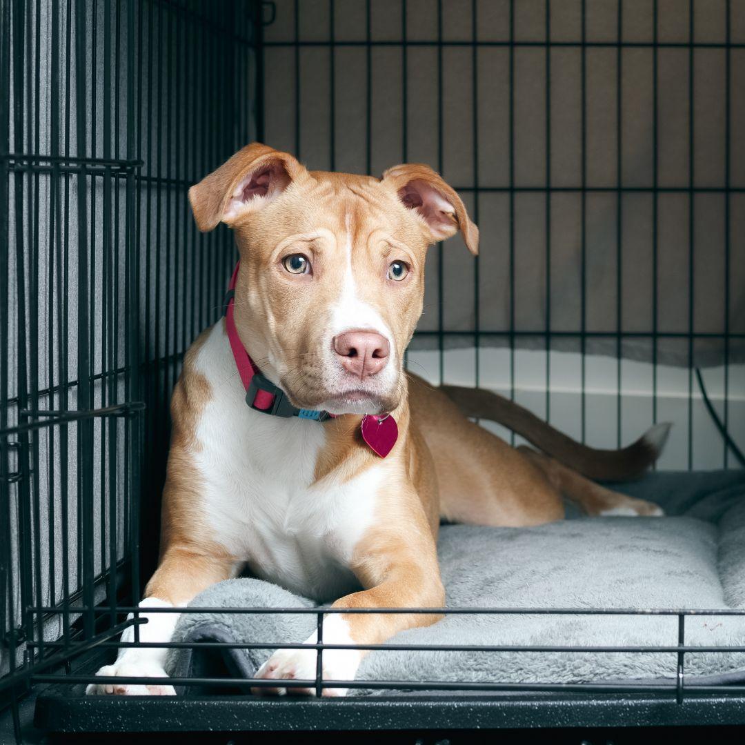 Puppy lying in crate