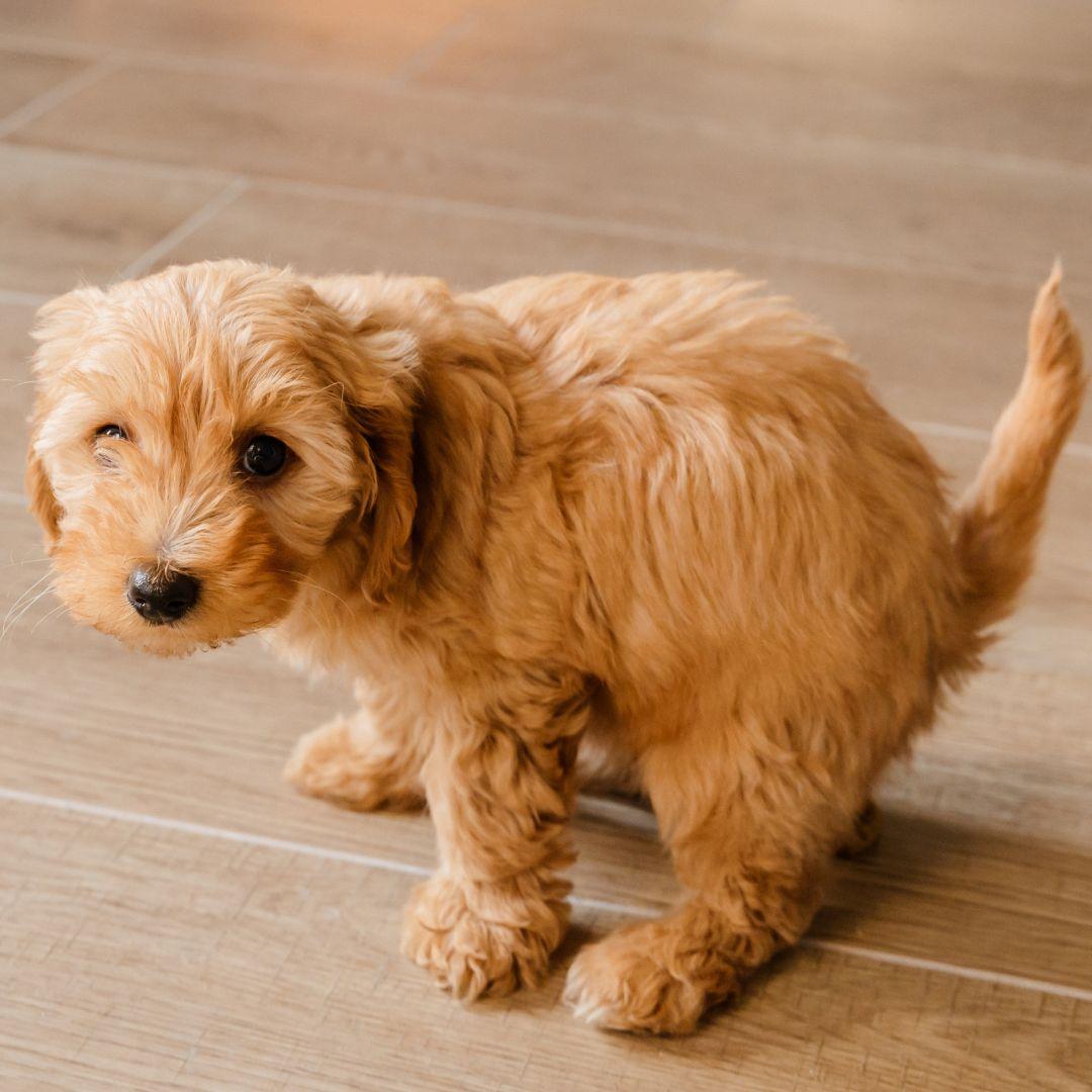 Owner Stroking Cute Beagle Puppy at Home