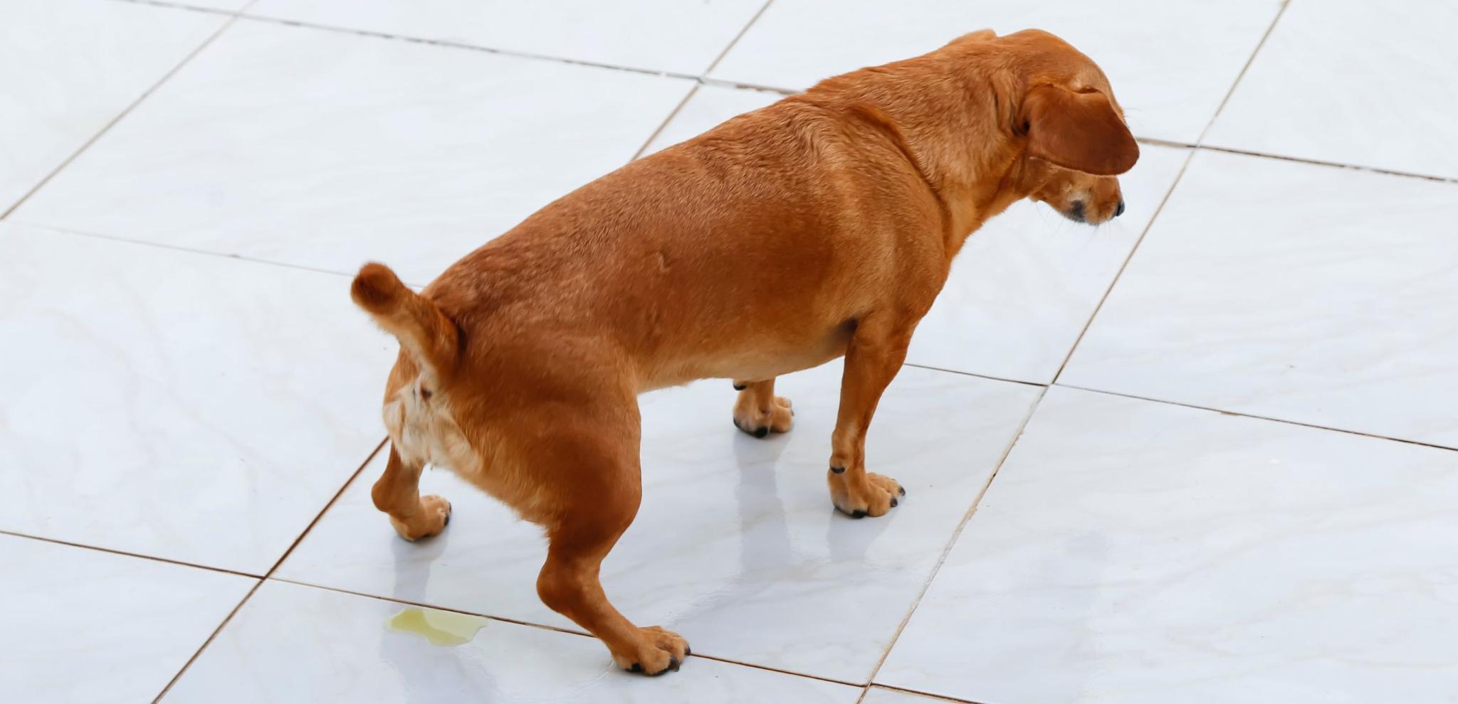 How to Stop a Dog from Marking in the House Potty Buddy Potty Buddy™