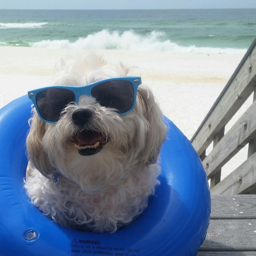 Doggie reliving her summer travel memories