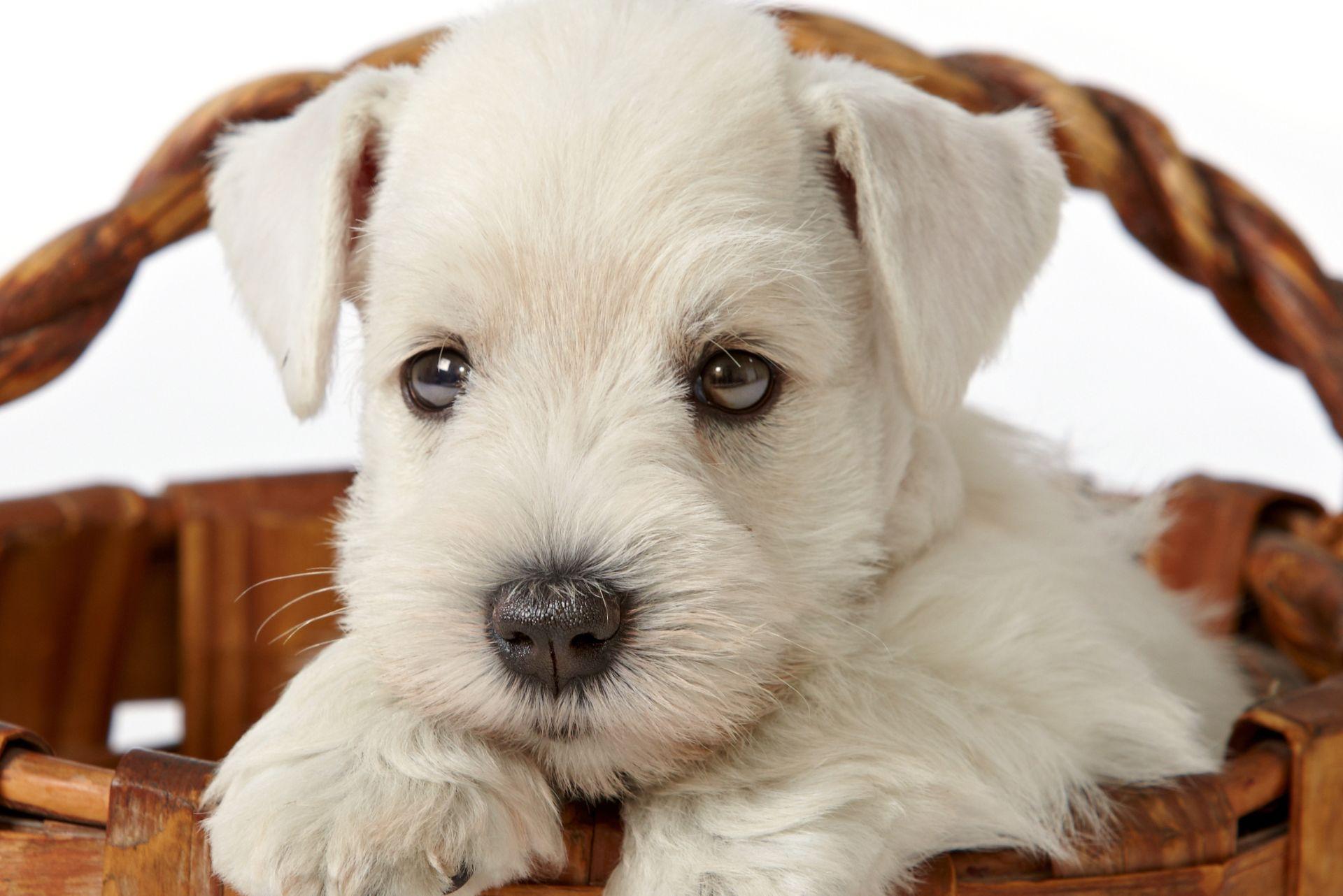 cute Miniature Schnauzer puppy