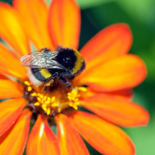 bumblebee on bright orange flower