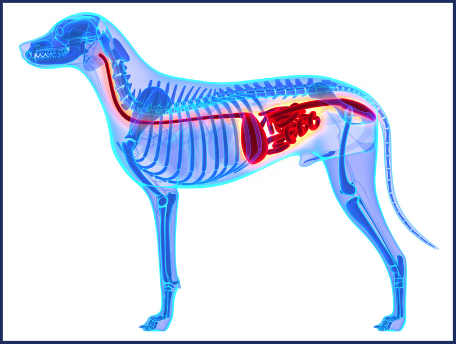 Selvita Caning Dog Skeleton 2