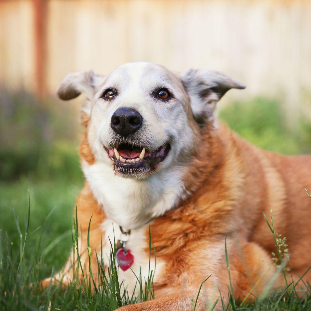 My Dog Won’t Pee on the Pad Anymore What to Do Now to Fix It Potty