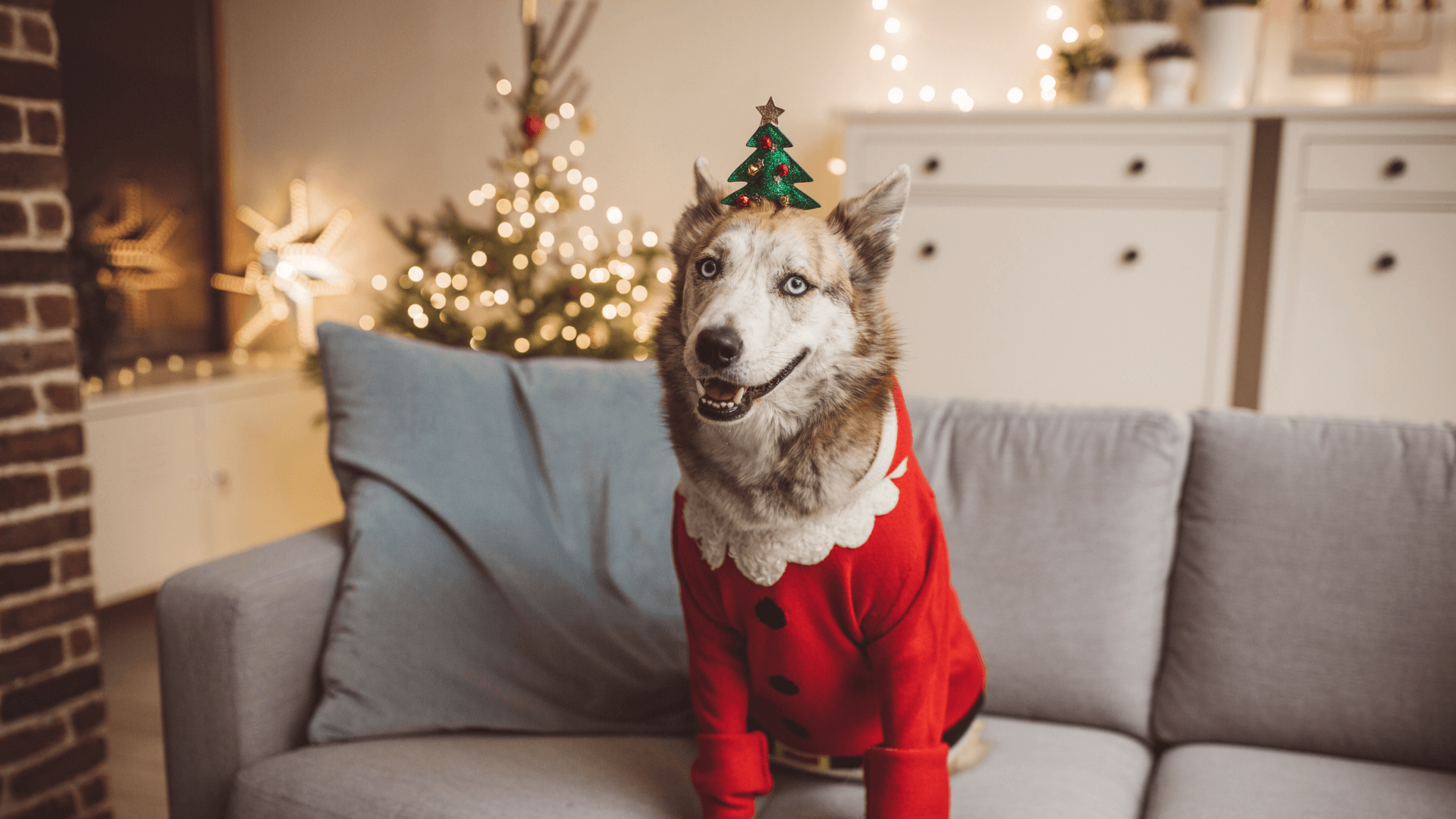 holiday safety for pets - cover image