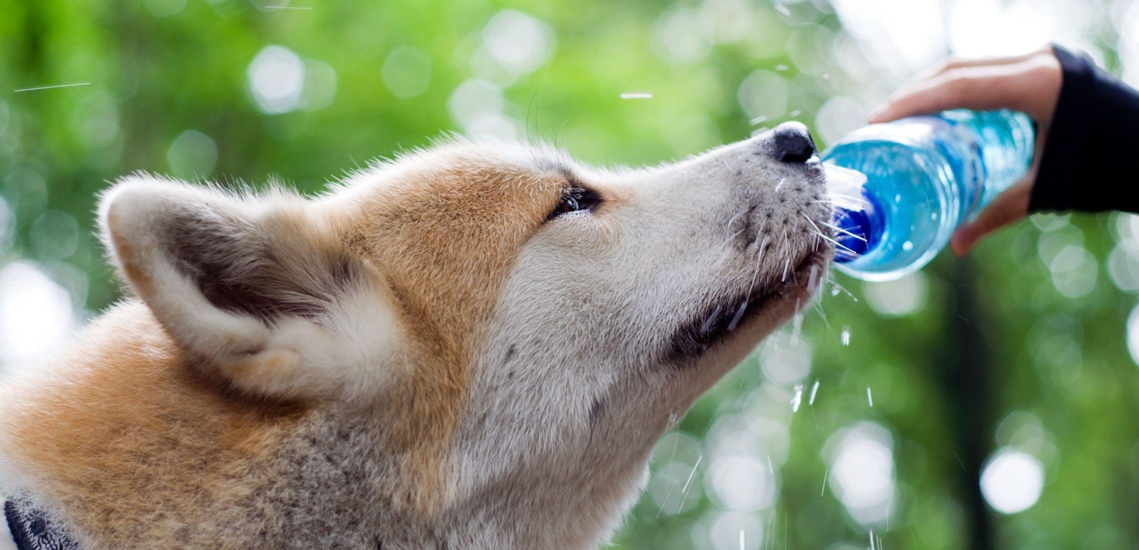 Dog drinking from water bottle