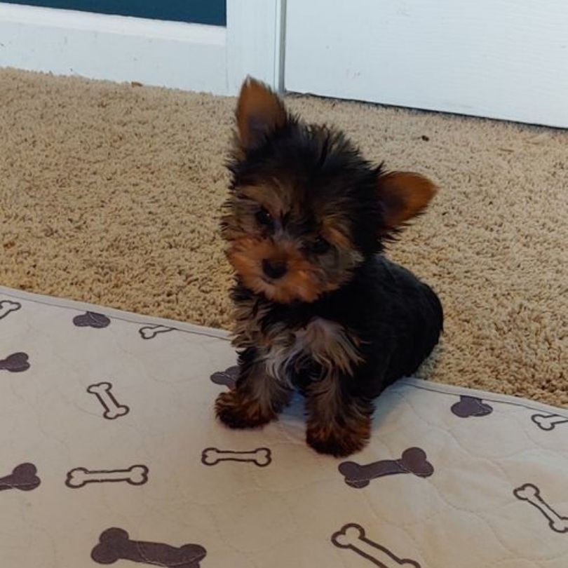 Small puppy sitting on a Potty Buddy pad