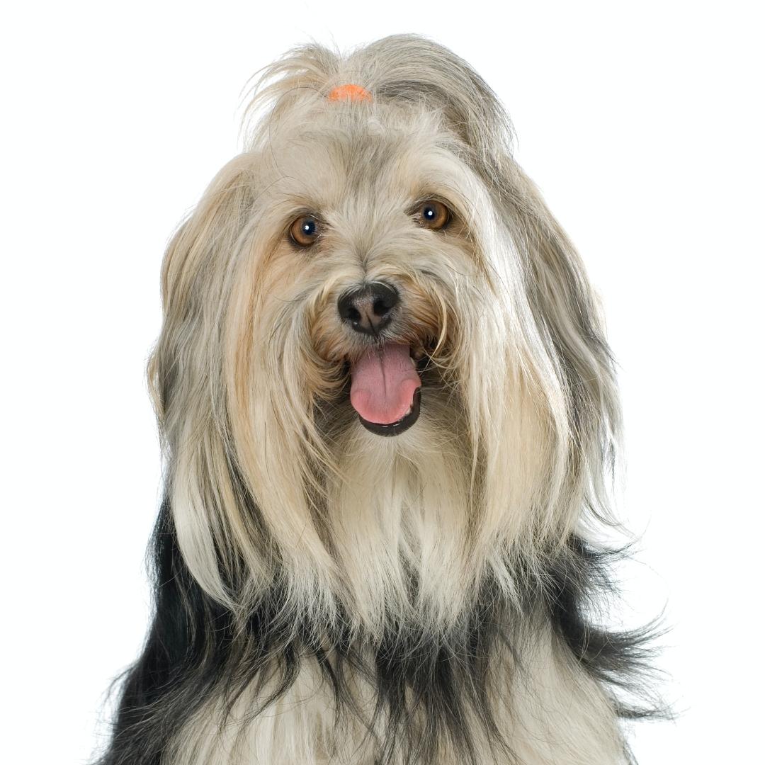 Biewer Terrier in front of a white background