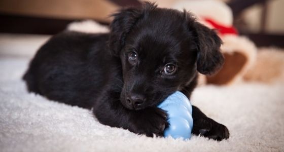 A black puppy chewing on a toy