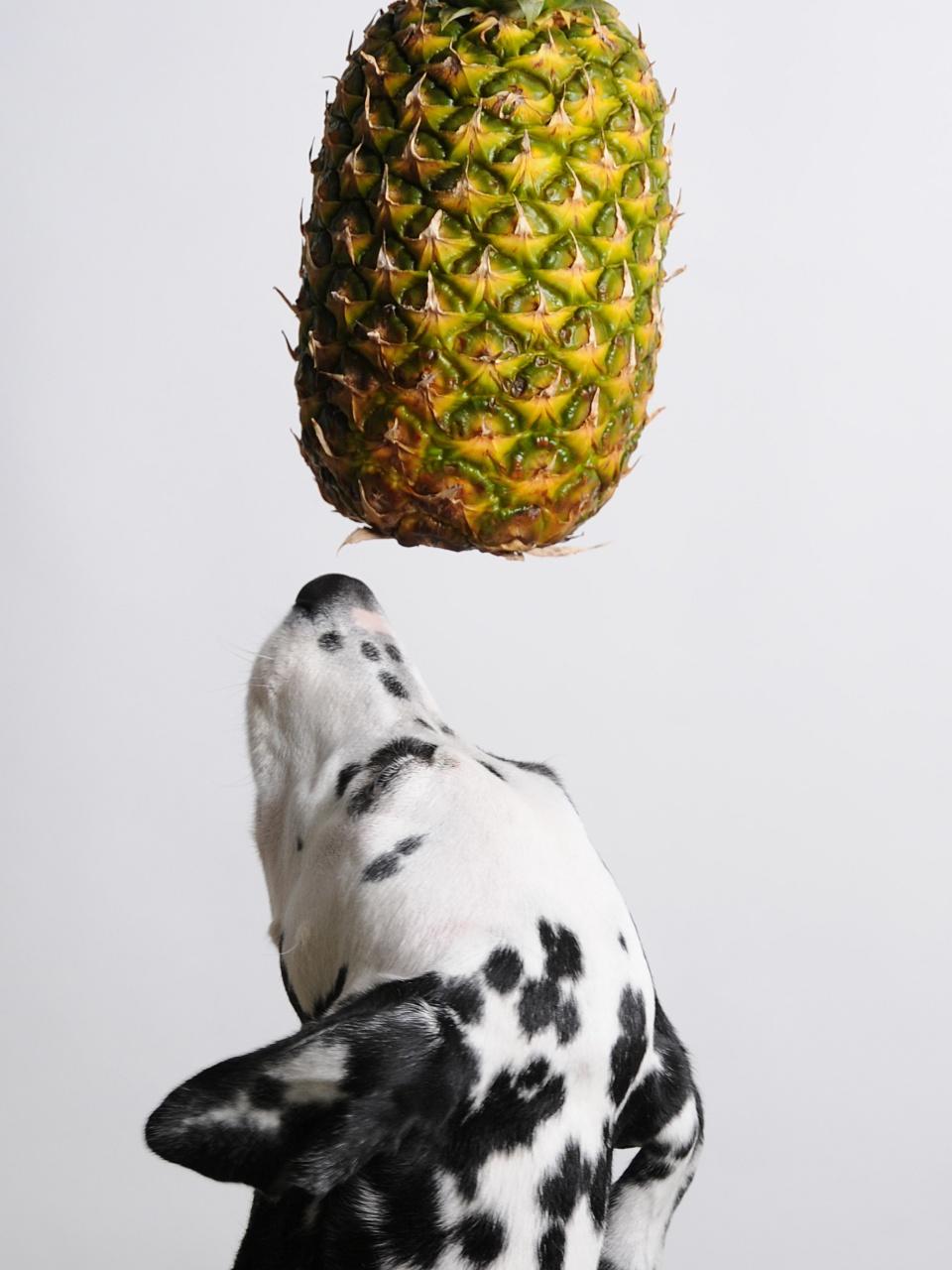 Dalmatian dog and pineapple over his head.