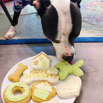 August 2020 Dog Birthday Party Celebration | Dog Birthday Treats