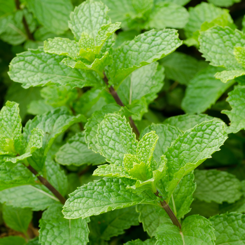 Fresh peppermint for cooling relief at Moon Haven