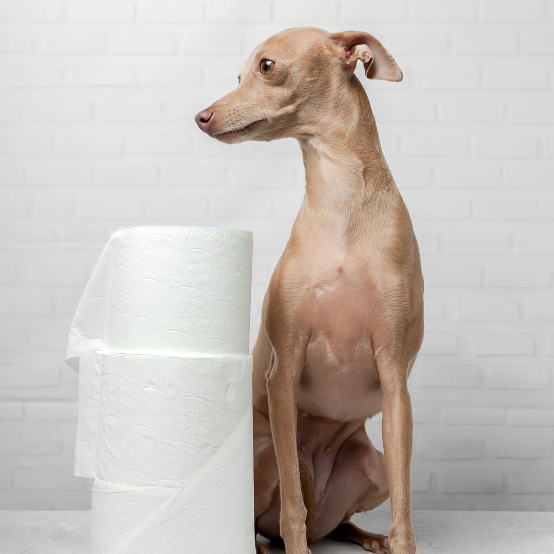 Italian greyhound sitting next to toilet roll