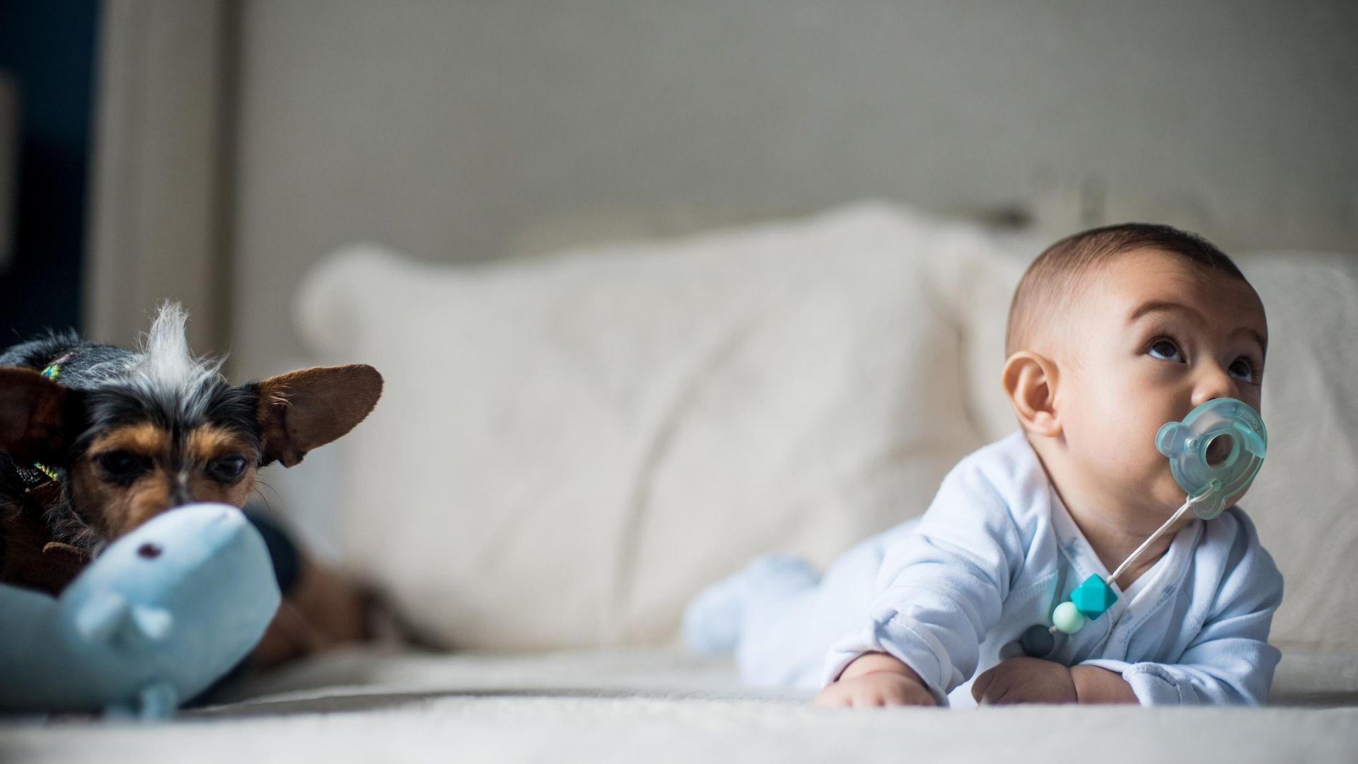 dogs and newborns - blog image