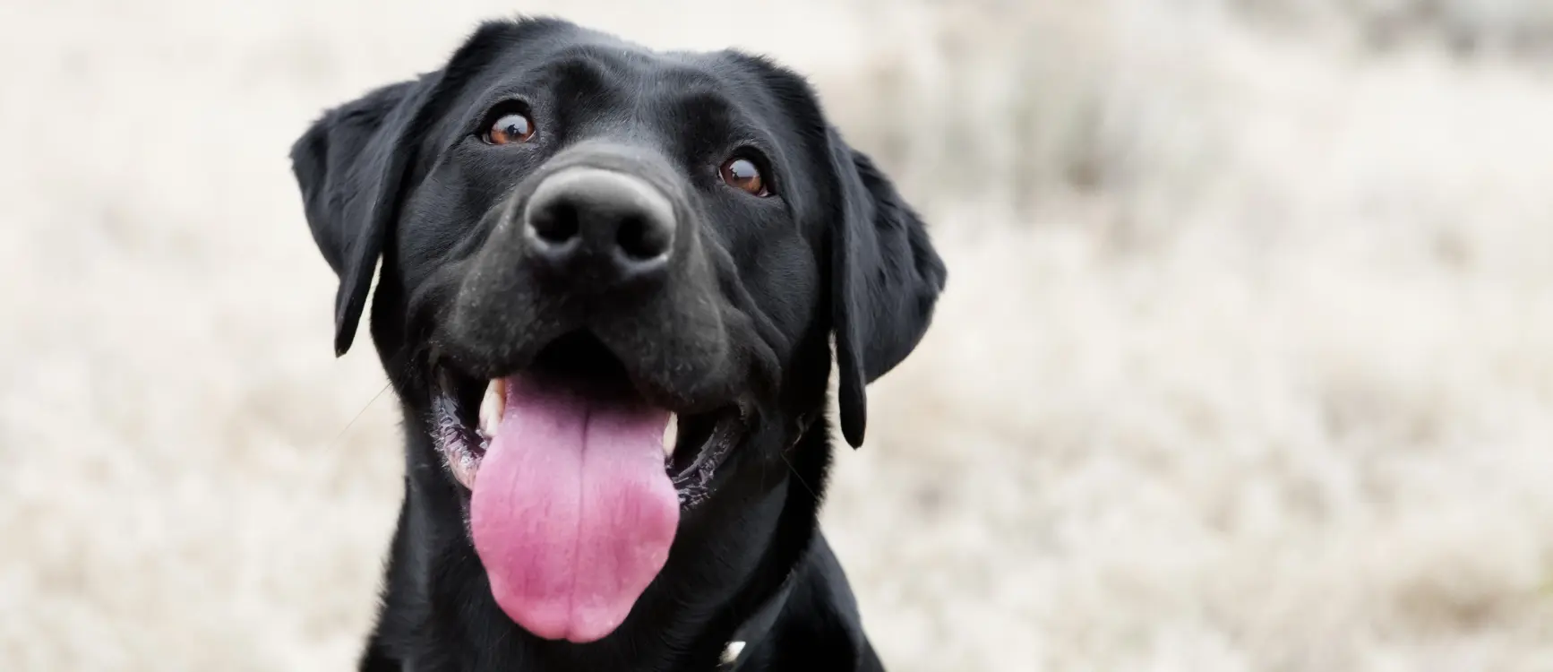 A black dog with its tongue out, accompanied by the text "dog training" in a playful font.