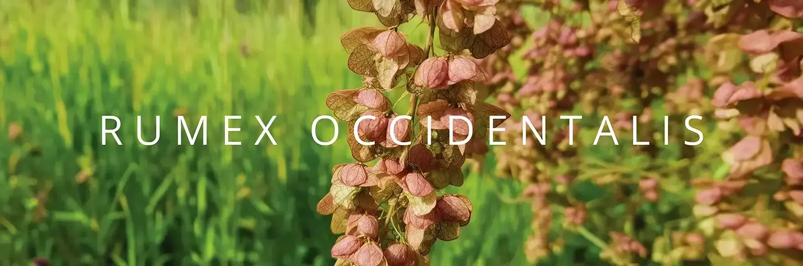 Rumex occidentalis