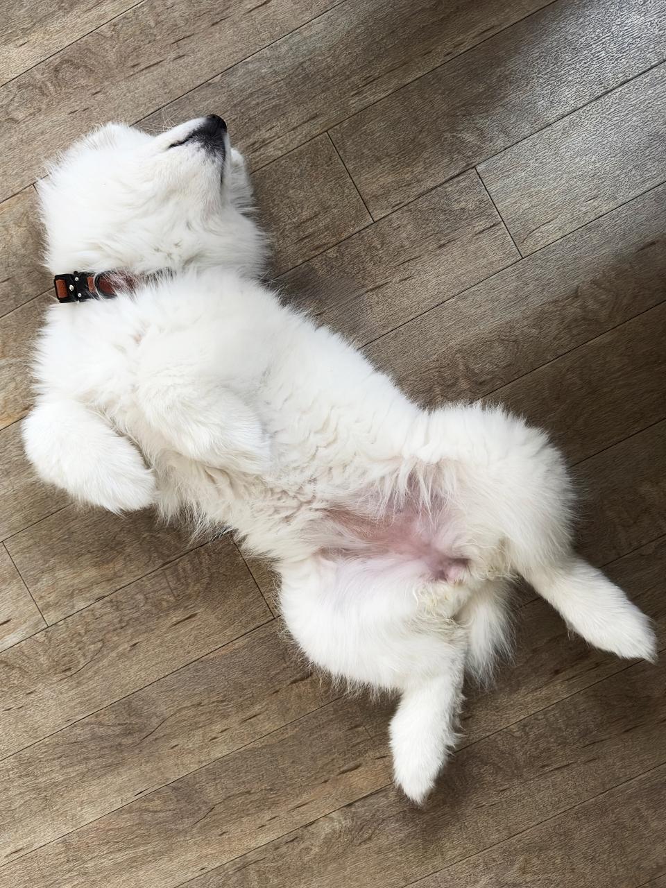 Samoyed puppy dog sleeping belly expose