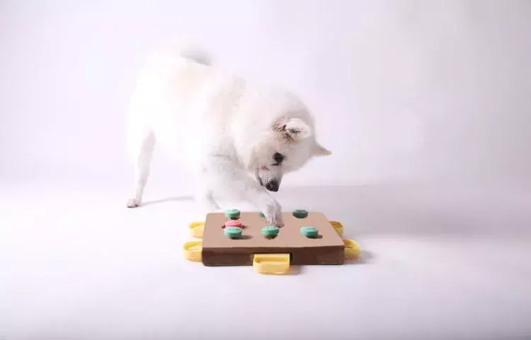 brain games for your dog