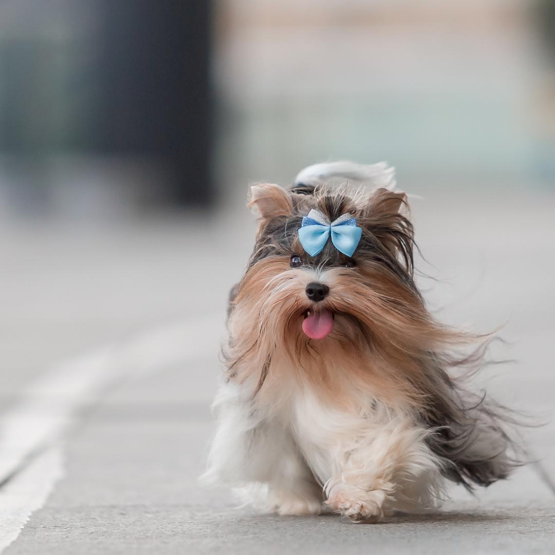 Beaver Yorkshire Terrier dog on a walk. Cute furry dog at the city. Urban dog