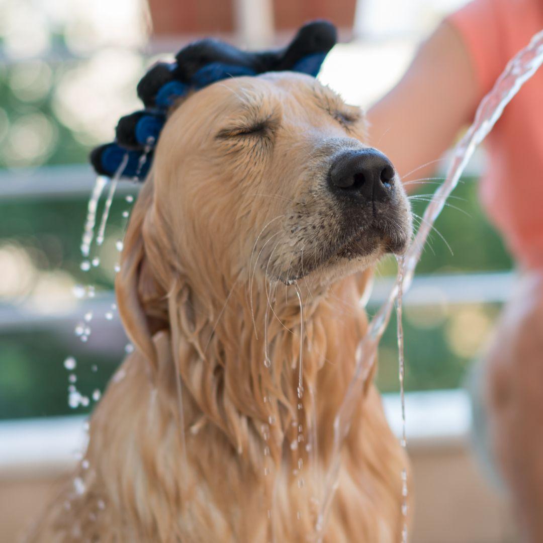 Retriever being rinsed with water