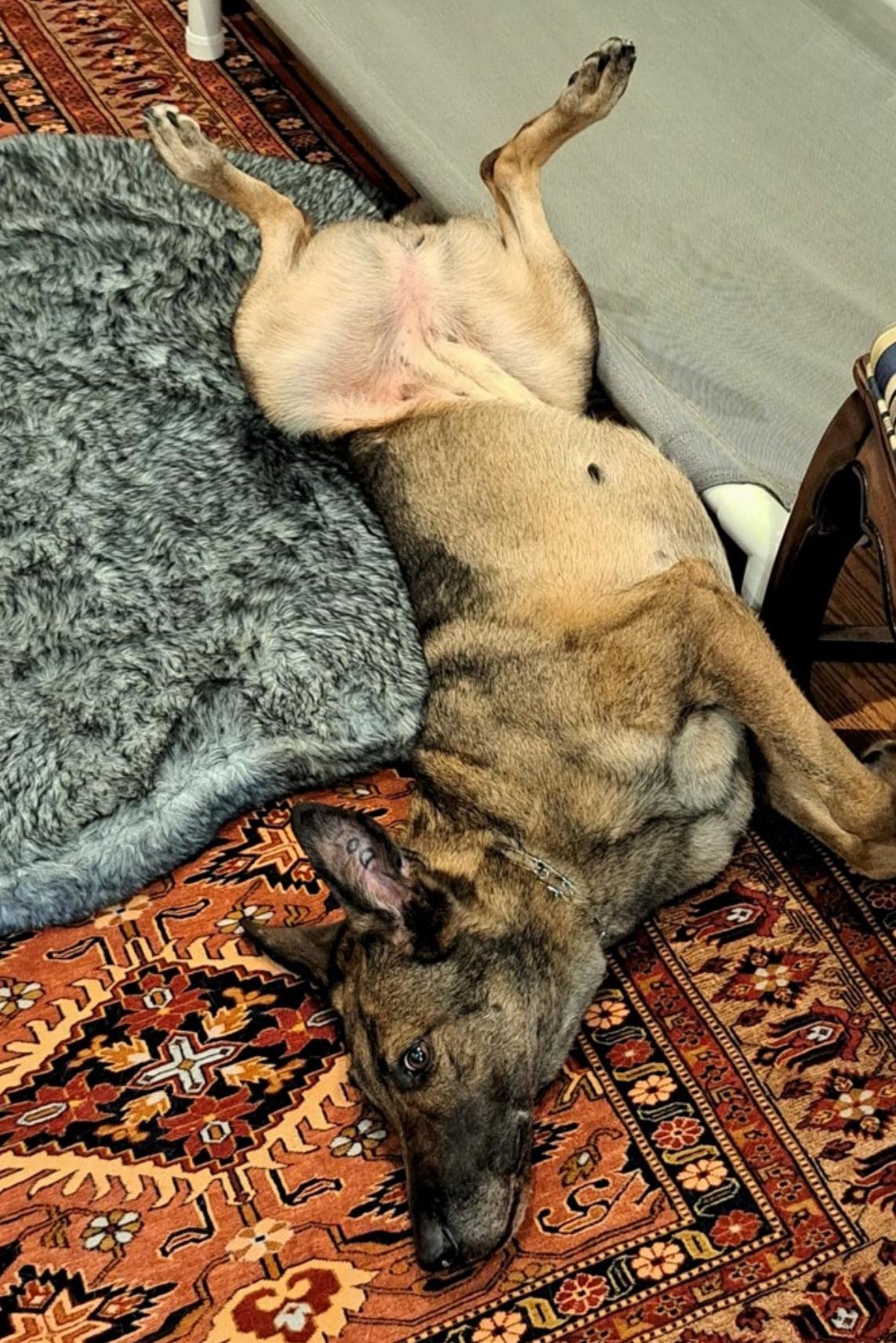 mwd adri lying down