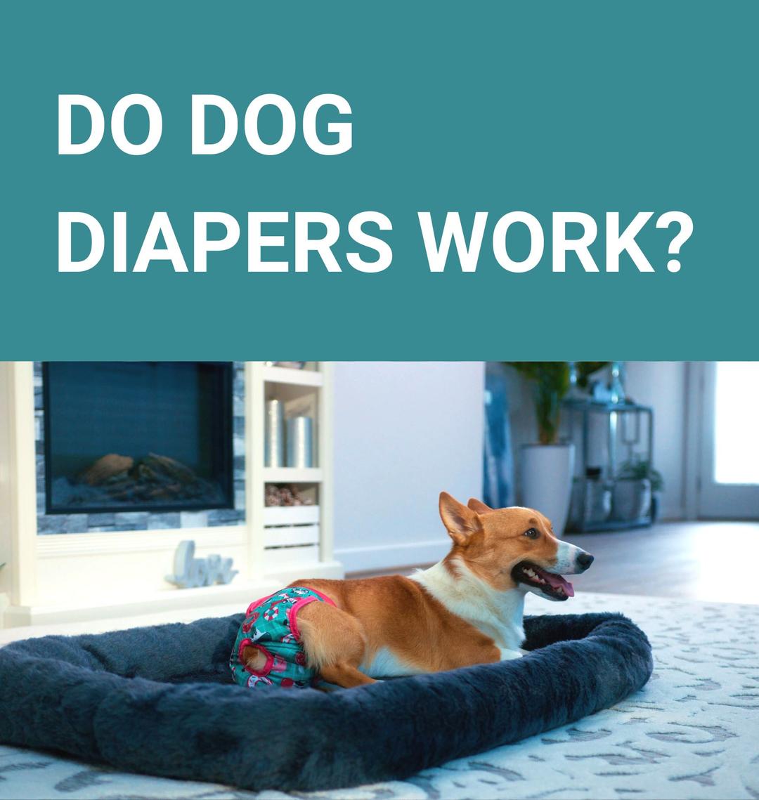 Do Dog Diapers Work? Potty Buddy™