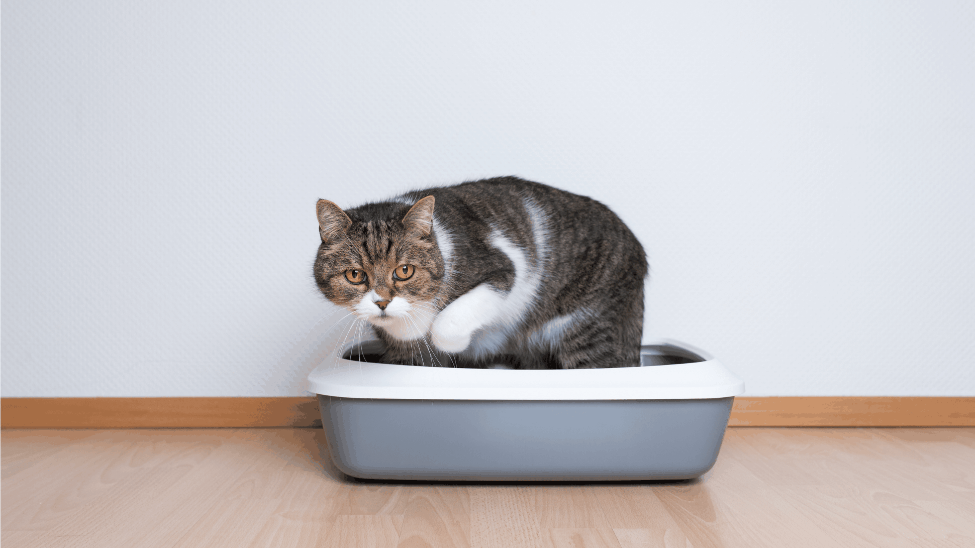 How to Litter Train a Cat Door Buddy