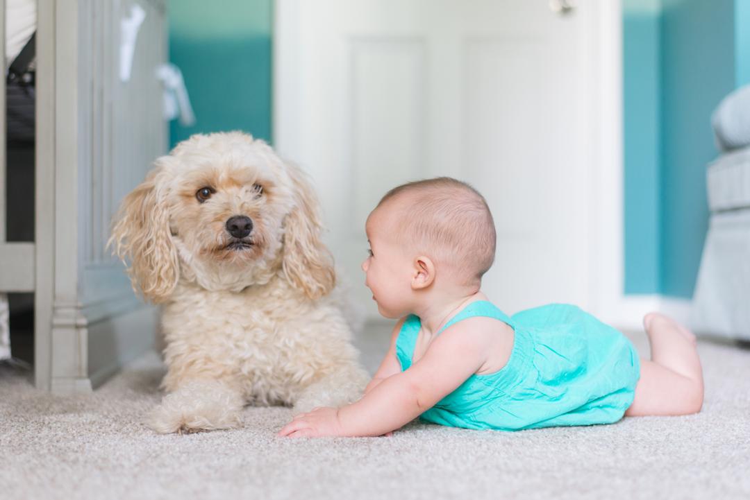 Dog laying with baby