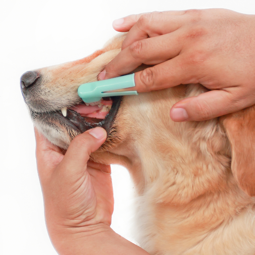 Dog tootbrush
