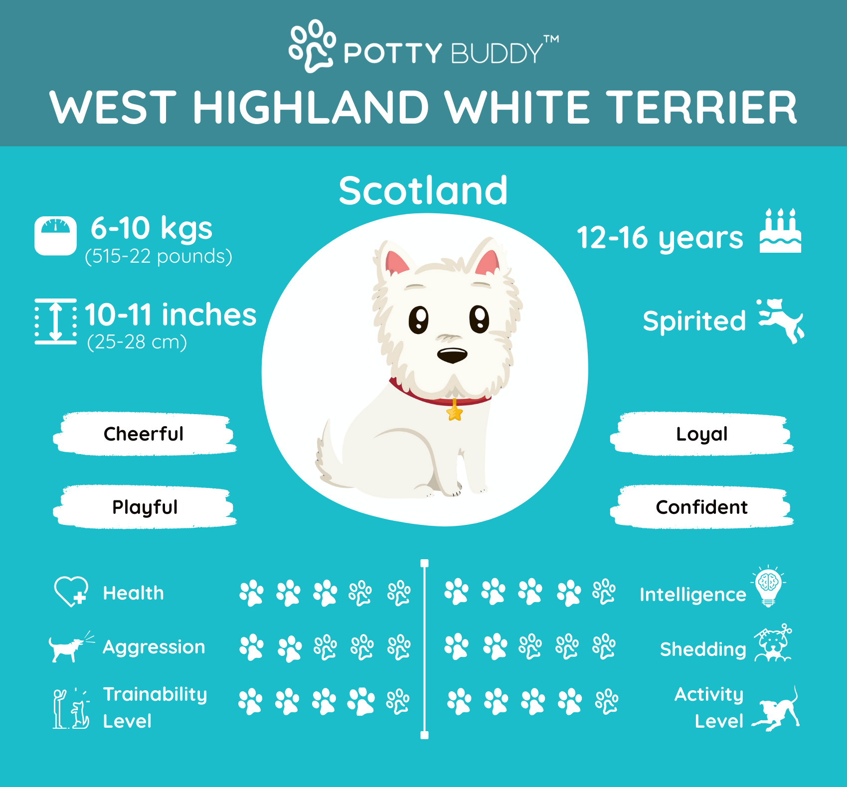Characteristics of the Miniature Schnauzer in One Picture