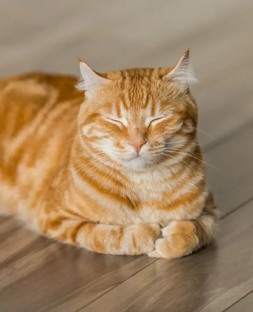 An orange tabby cat lying on the floor, appearing lethargic and unresponsive, indicating potential poisoning symptoms.