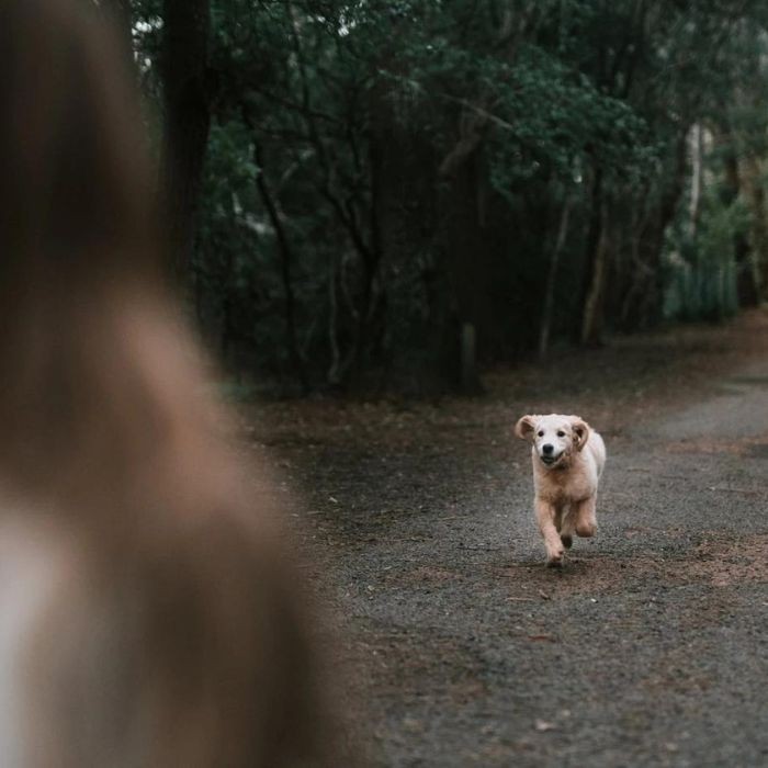 Dog running towards owner