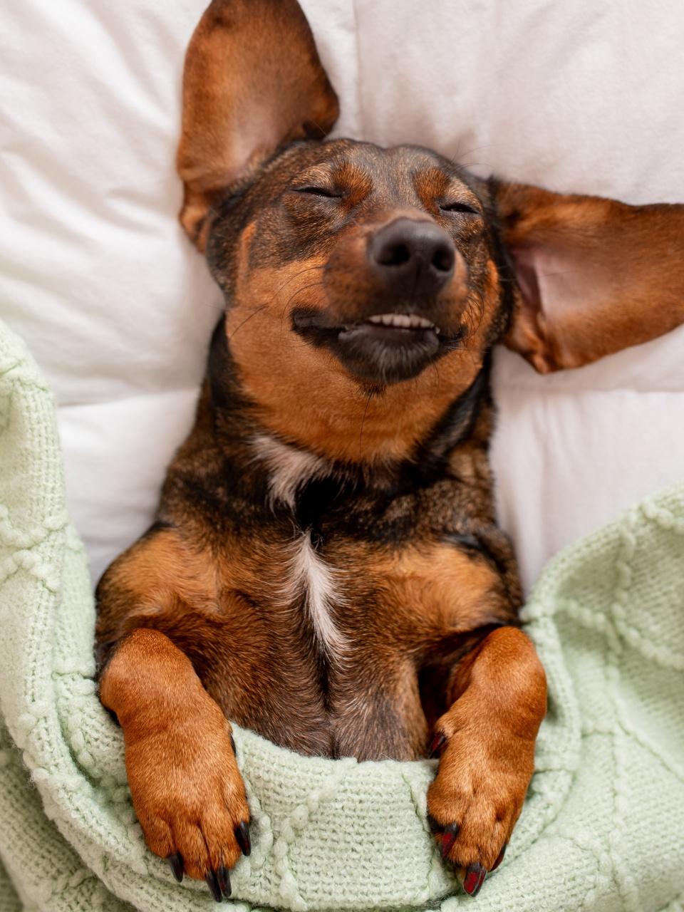 Dachshund snuggled up and asleep in human bed.