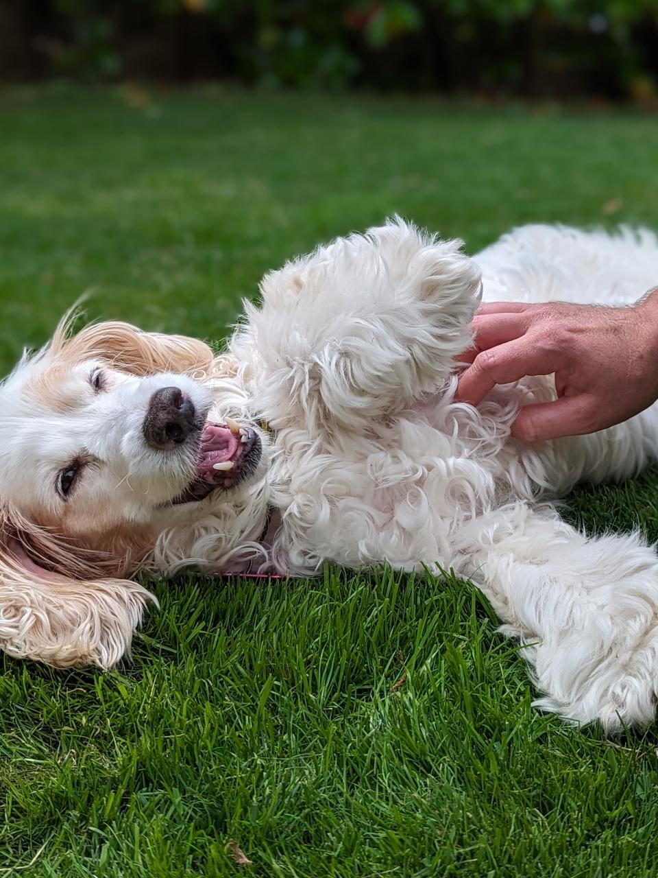 pomeranian spitz drinking water from bowl