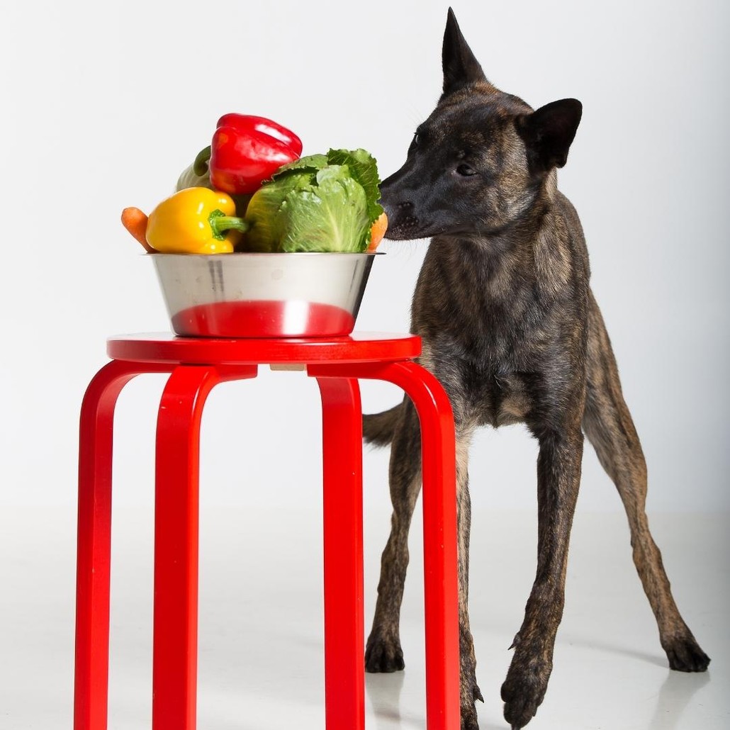 Dog smelling a bowl of vegetables