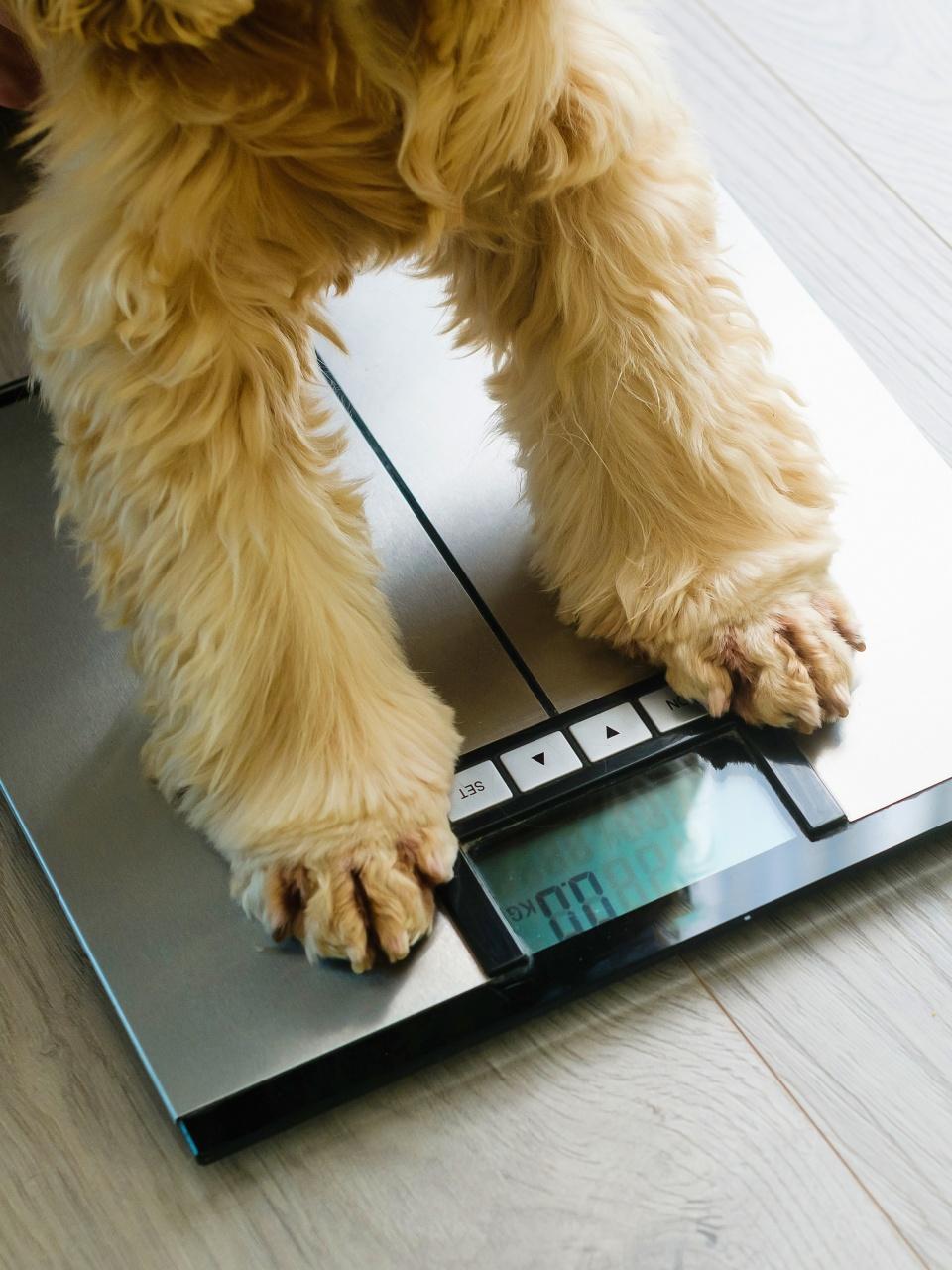 Dog sitting on weight scales at home.