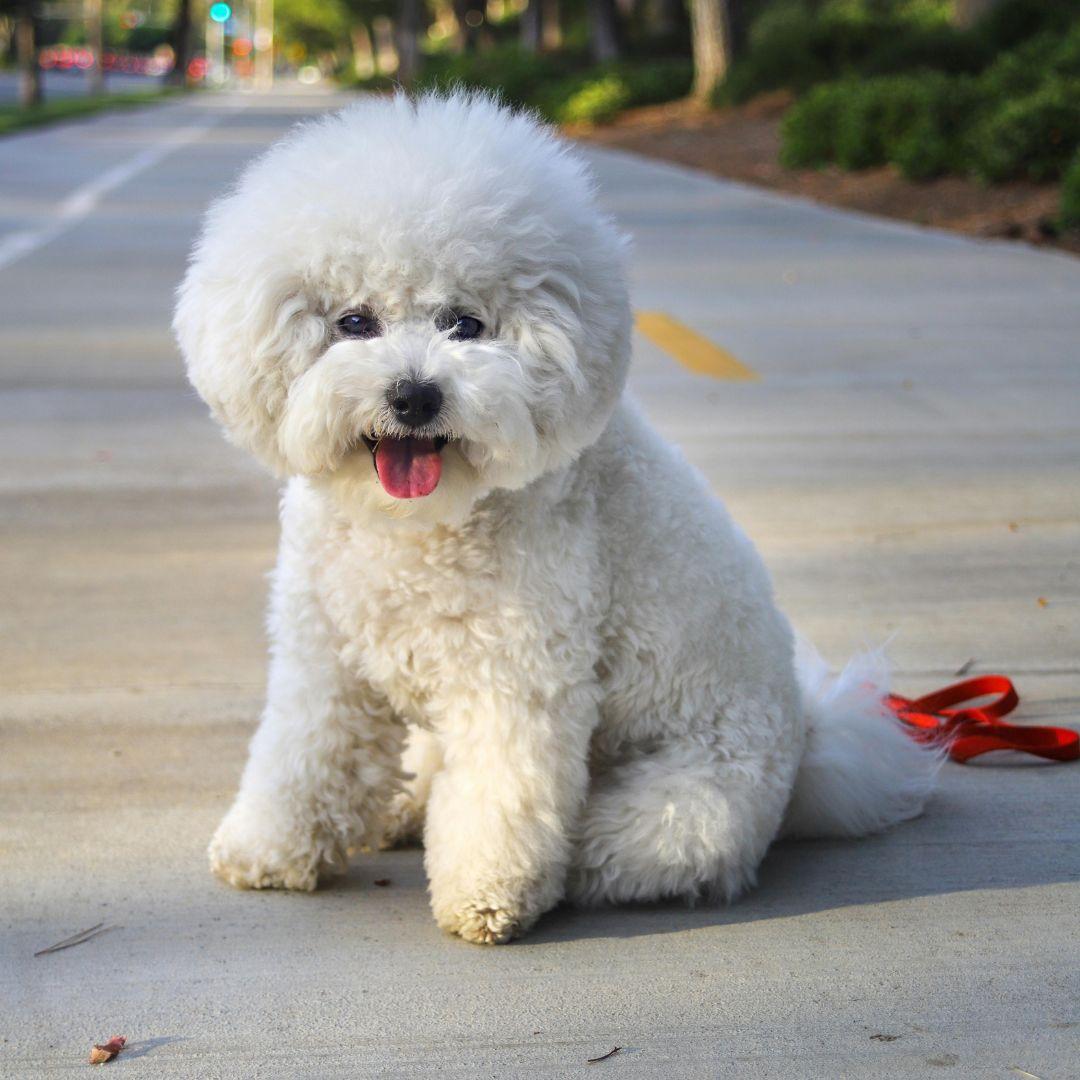 bichon frisé puppy